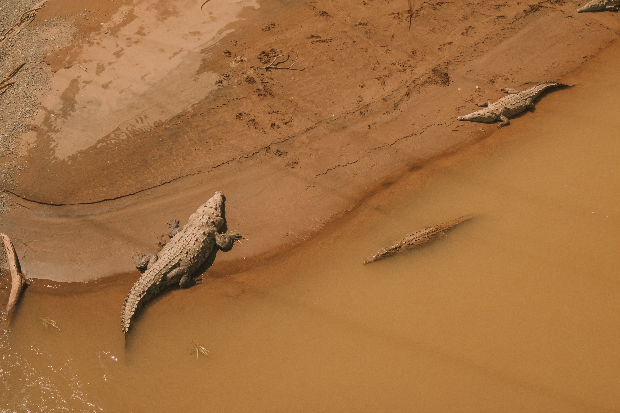 Crocodile Bridge, Costa Rica