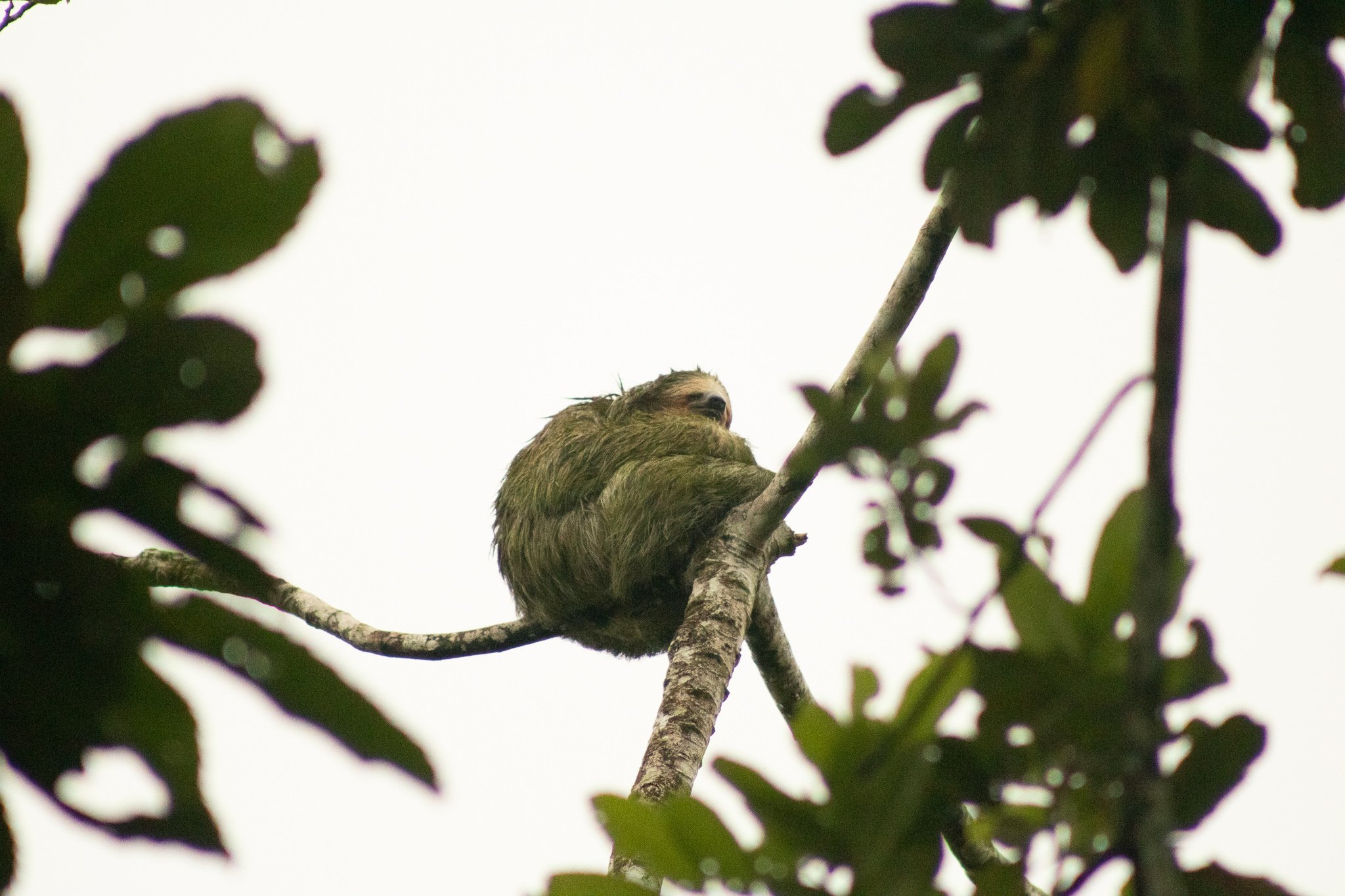 This sloth was along the highway in Costa Rica