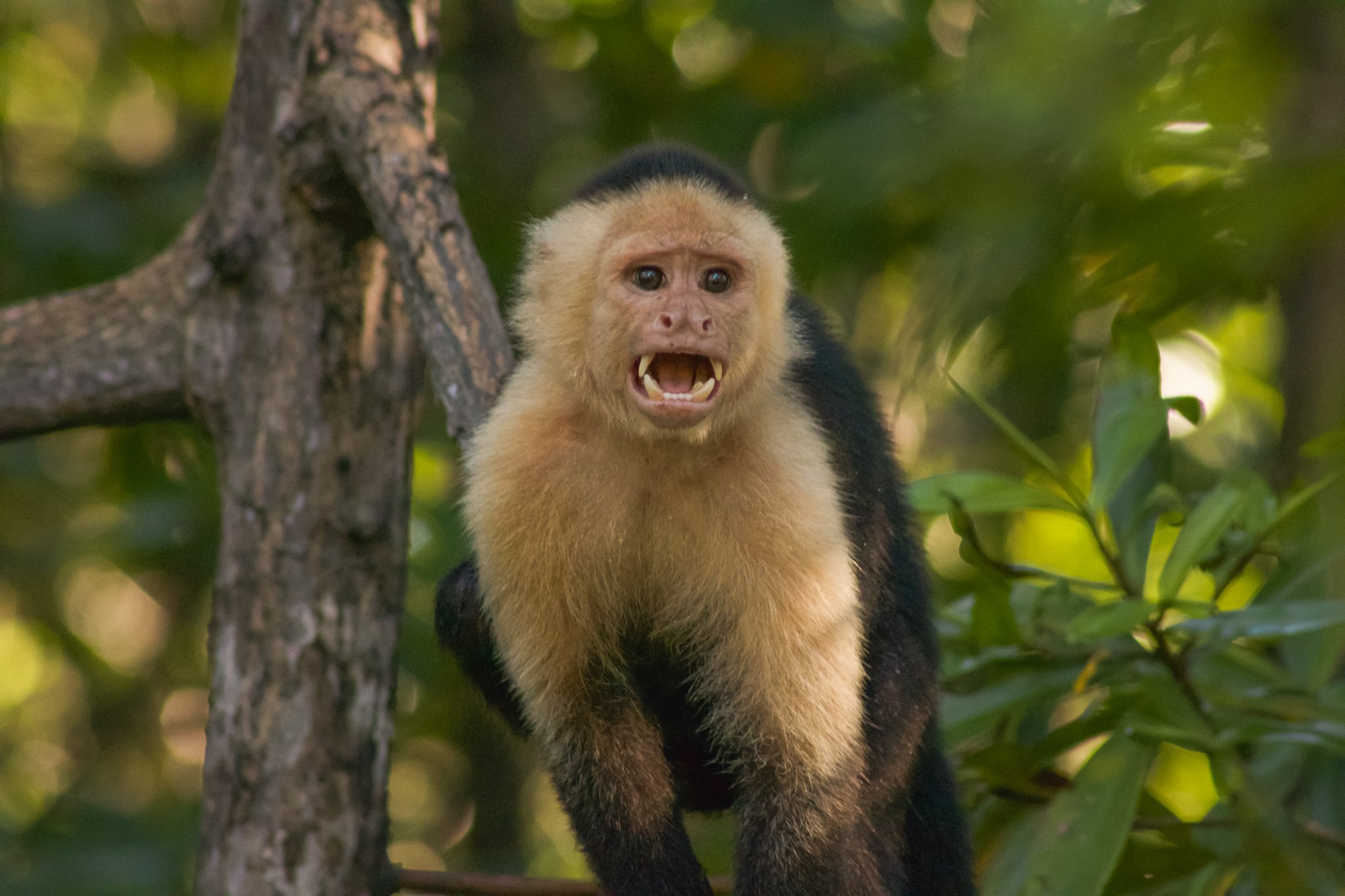 Wildlife in Costa Rica