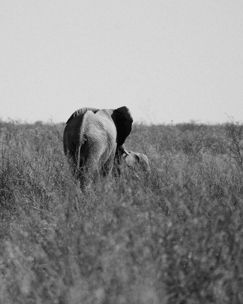 Mindful photo of elephant and baby in Africa